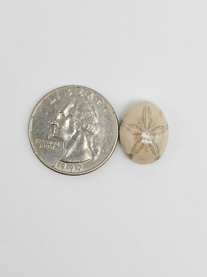 Sea Urchin (Sand Dollar) Fossil Cabochon – Rare Mexican Echinoid, Hand Polished