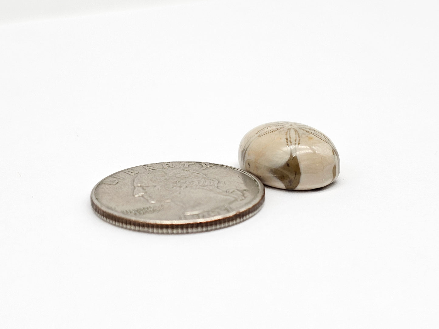 Sea Urchin (Sand Dollar) Fossil Cabochon – Rare Mexican Echinoid, Hand Polished