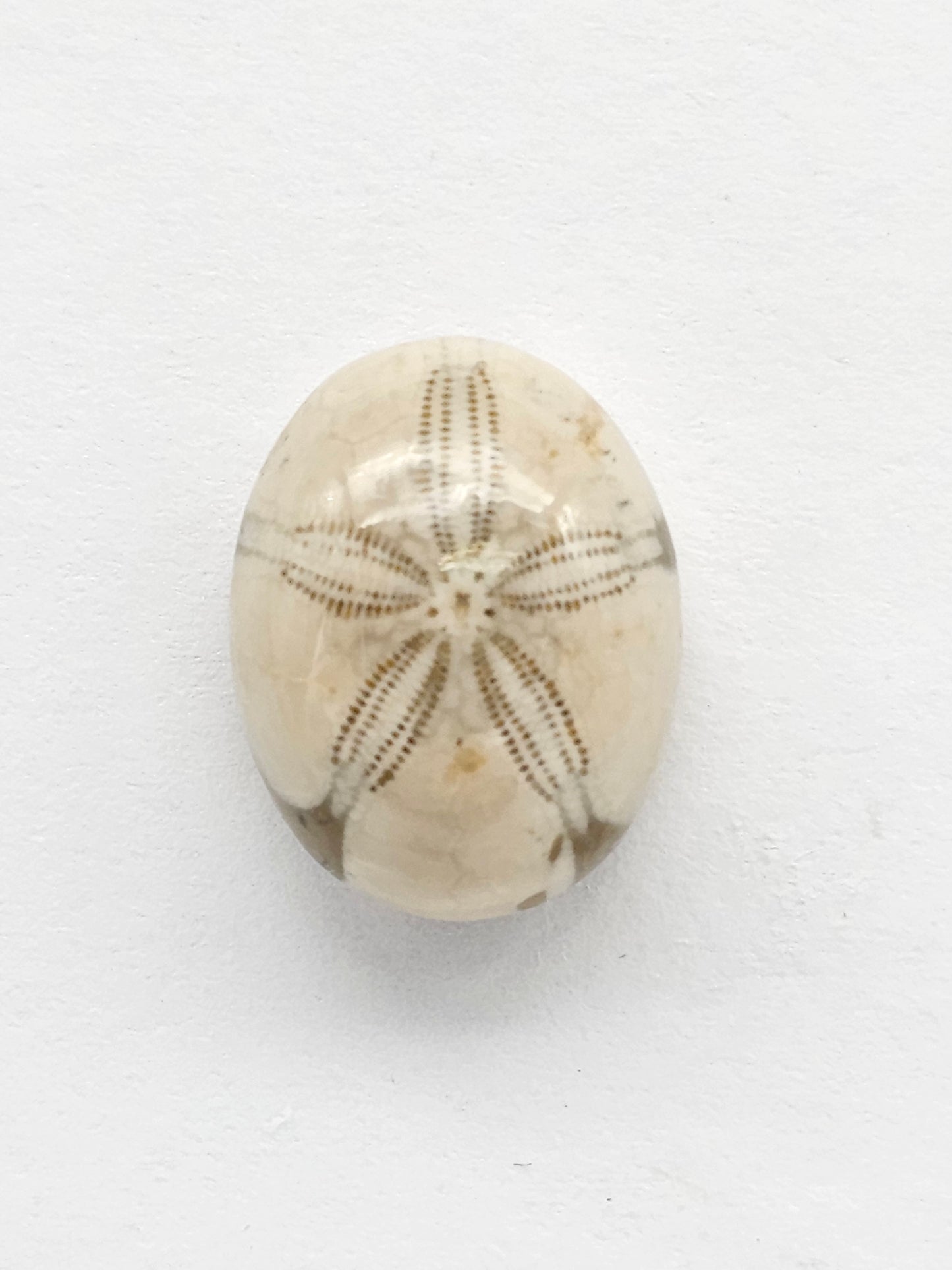 Sea Urchin (Sand Dollar) Fossil Cabochon – Rare Mexican Echinoid, Hand Polished