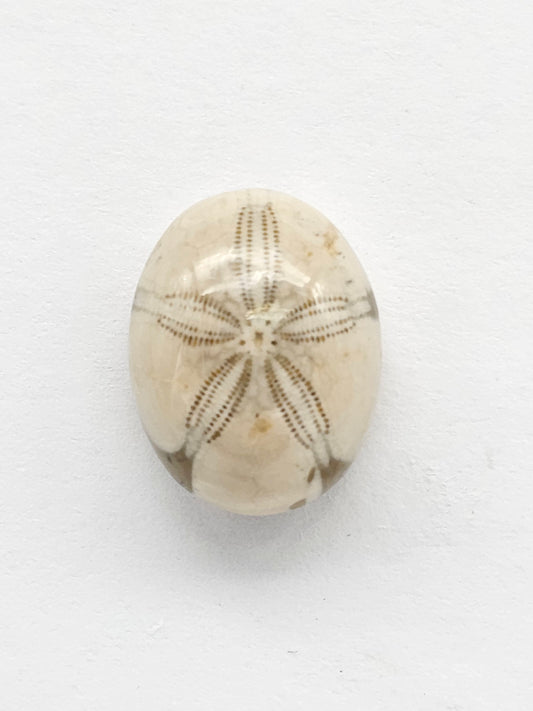 Sea Urchin (Sand Dollar) Fossil Cabochon – Rare Mexican Echinoid, Hand Polished