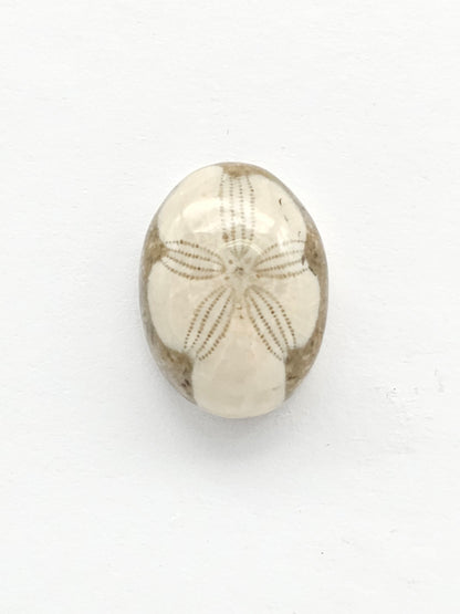Sea Urchin (Sand Dollar) Fossil Cabochon – Rare Mexican Echinoid, Hand Polished