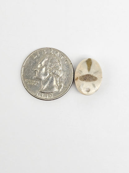 Sea Urchin (Sand Dollar) Fossil Cabochon – Rare Mexican Echinoid, Hand Polished