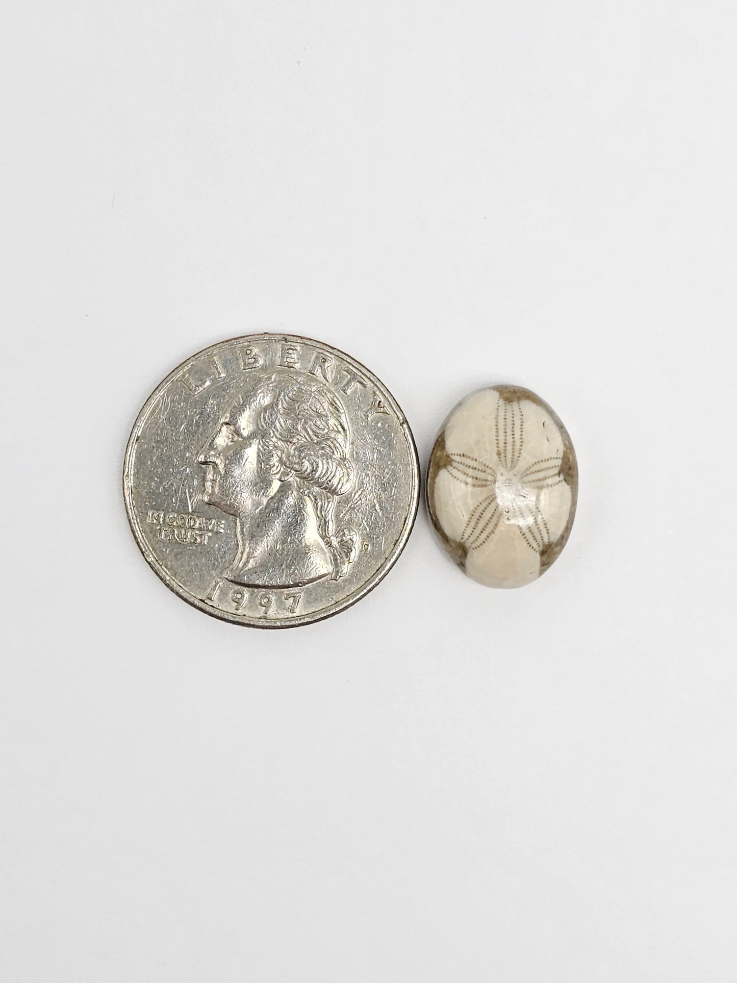 Sea Urchin (Sand Dollar) Fossil Cabochon – Rare Mexican Echinoid, Hand Polished