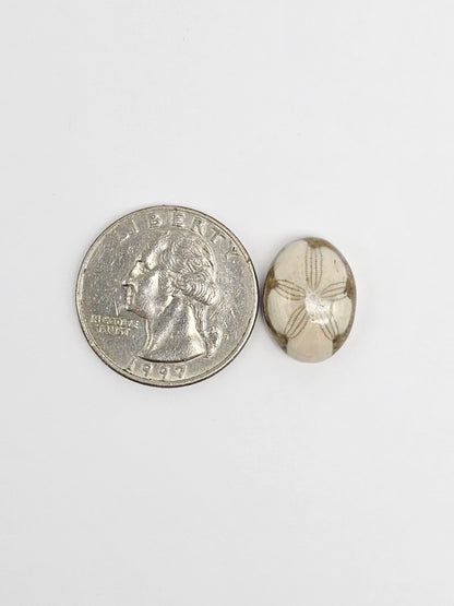 Sea Urchin (Sand Dollar) Fossil Cabochon – Rare Mexican Echinoid, Hand Polished