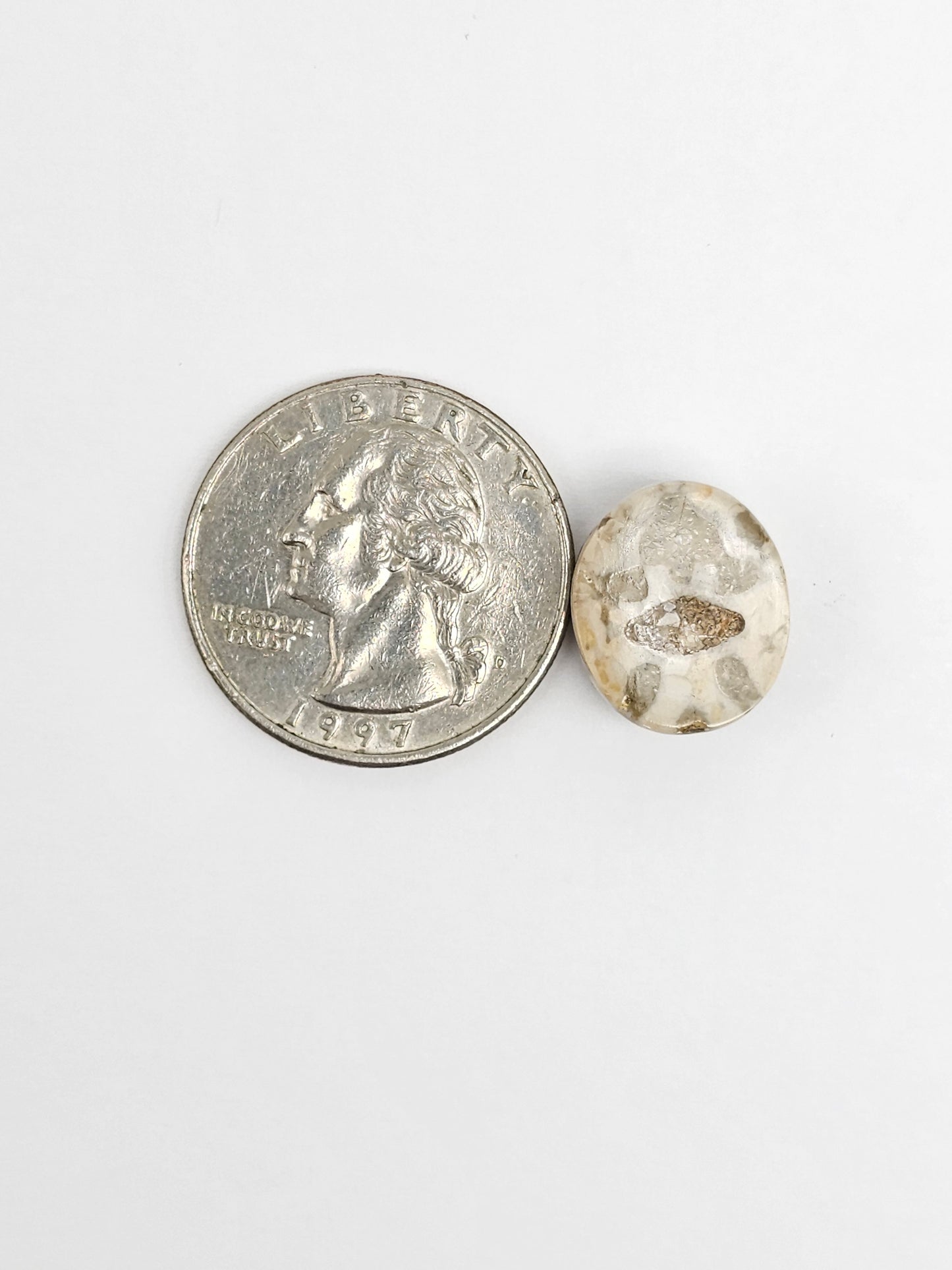 Sea Urchin (Sand Dollar) Fossil Cabochon – Rare Mexican Echinoid, Hand Polished