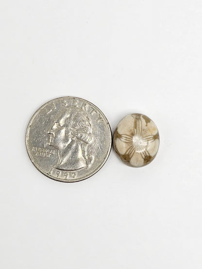 Sea Urchin (Sand Dollar) Fossil Cabochon – Rare Mexican Echinoid, Hand Polished