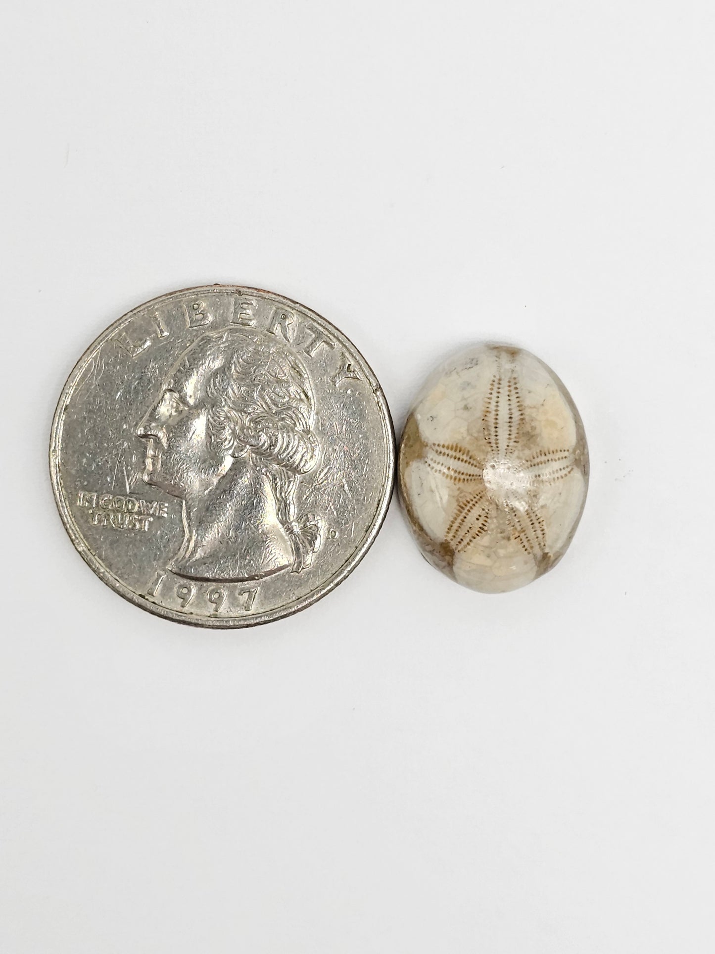 Sea Urchin (Sand Dollar) Fossil Cabochon – Rare Mexican Echinoid, Hand Polished