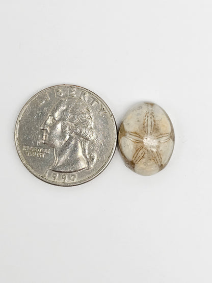 Sea Urchin (Sand Dollar) Fossil Cabochon – Rare Mexican Echinoid, Hand Polished