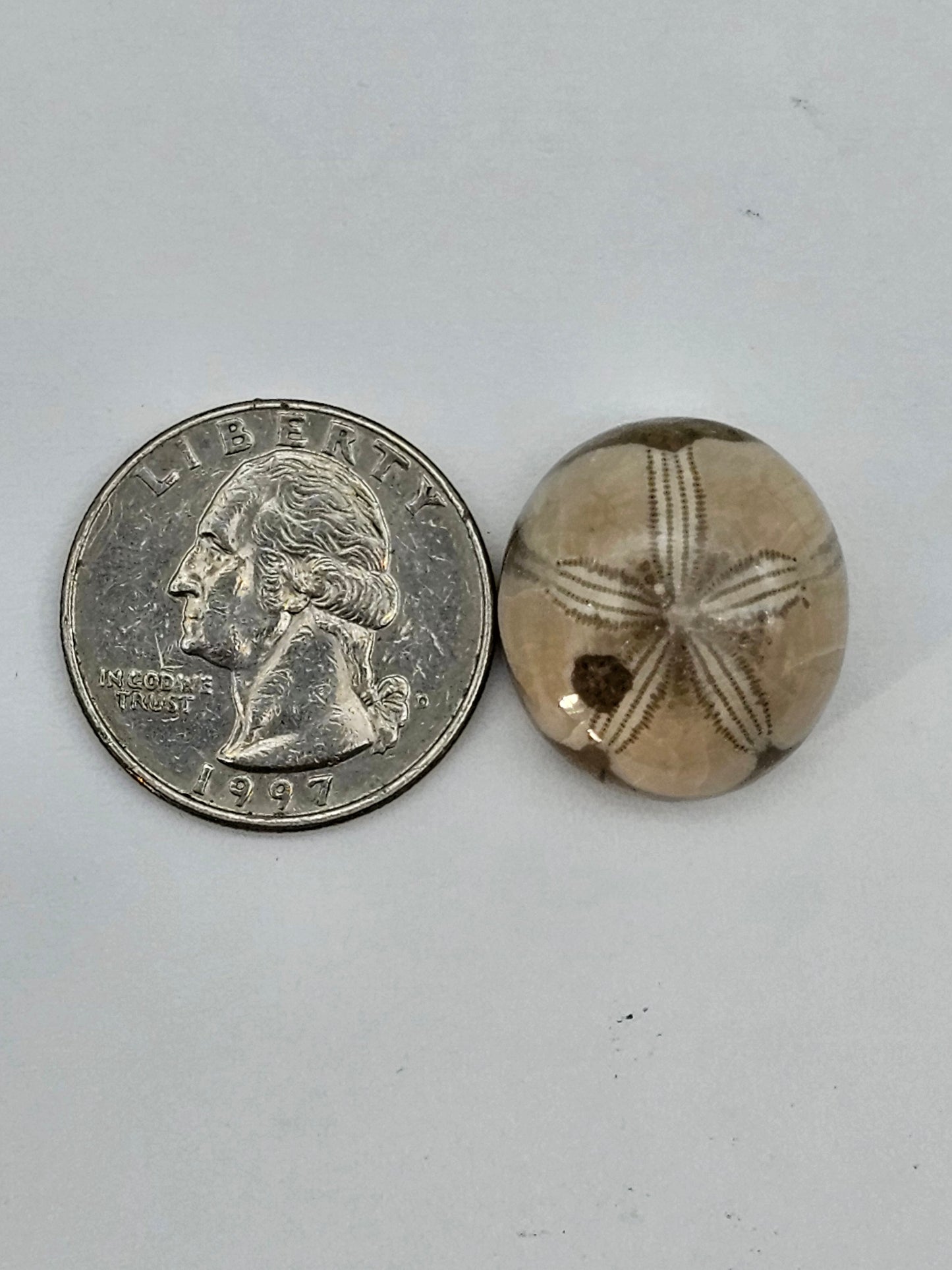 Sand dollar fossil medium