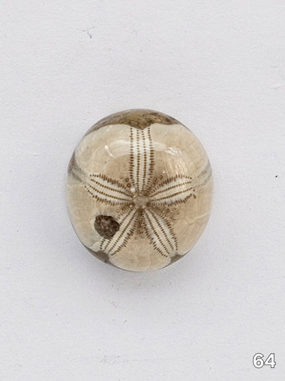 Sand dollar fossil medium