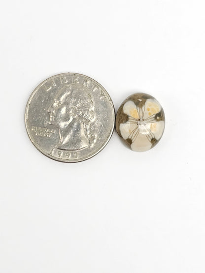 Sea Urchin (Sand Dollar) Fossil Cabochon – Rare Mexican Echinoid, Hand Polished