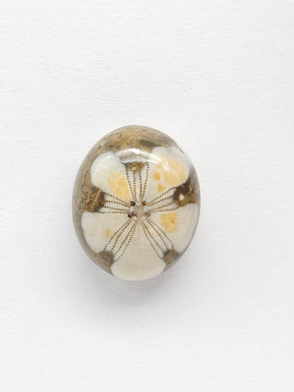 Sea Urchin (Sand Dollar) Fossil Cabochon – Rare Mexican Echinoid, Hand Polished