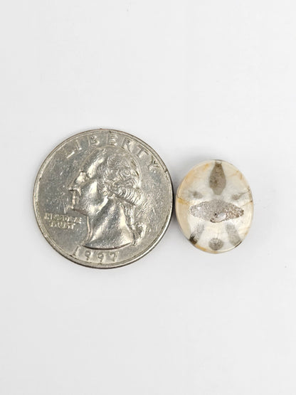 Sea Urchin (Sand Dollar) Fossil Cabochon – Rare Mexican Echinoid, Hand Polished