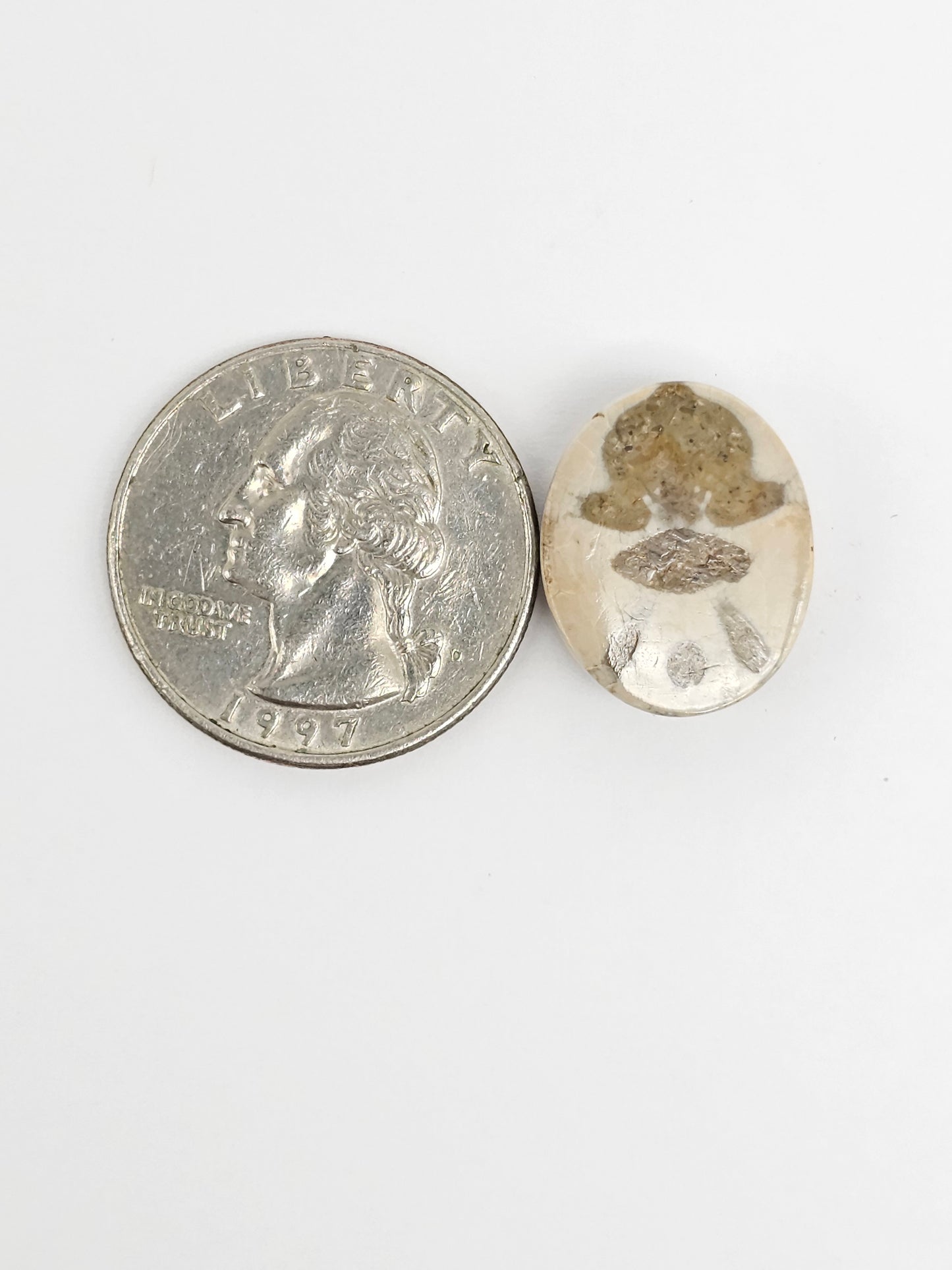 Sea Urchin (Sand Dollar) Fossil Cabochon – Rare Mexican Echinoid, Hand Polished