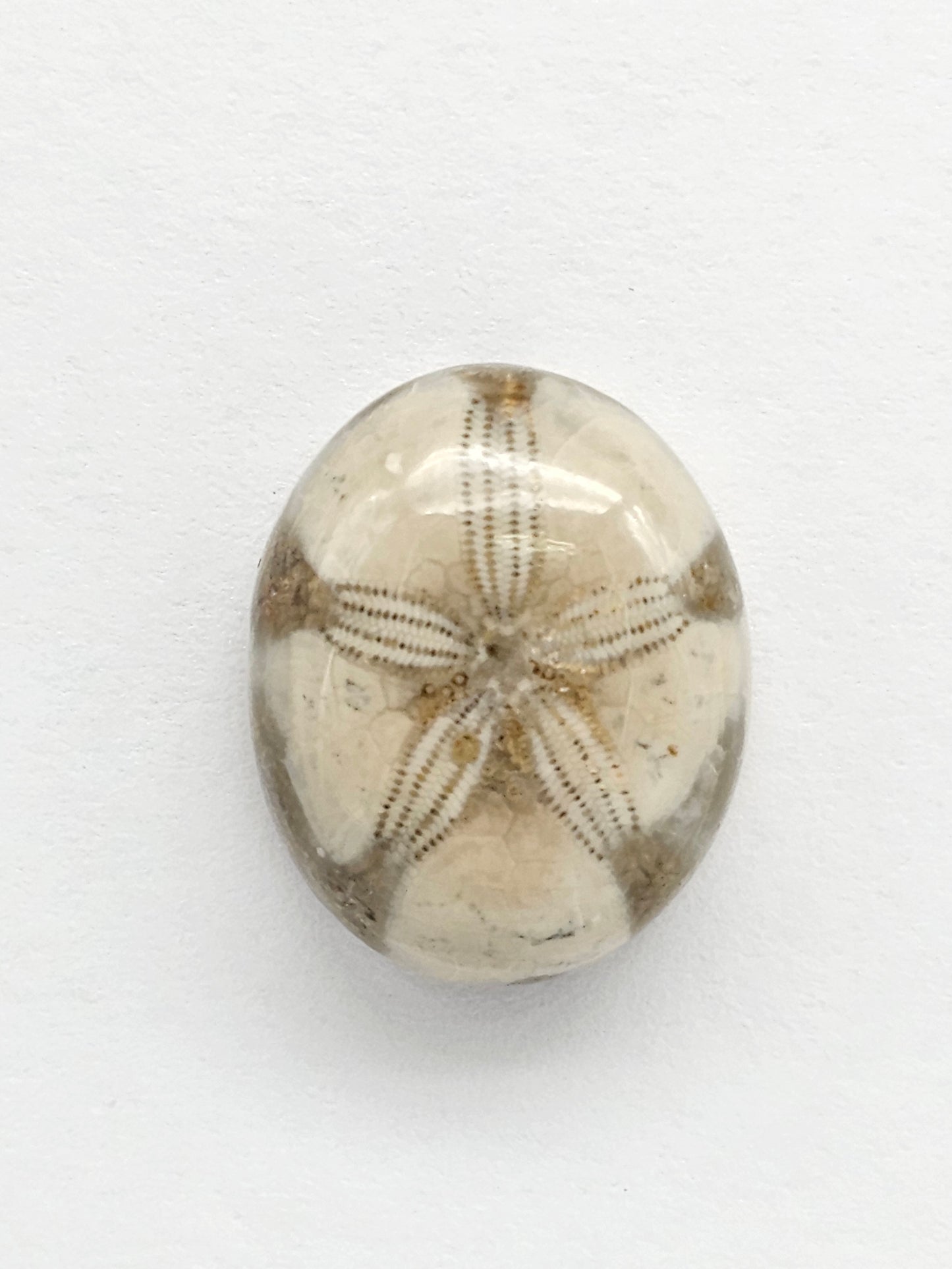 Sea Urchin (Sand Dollar) Fossil Cabochon – Rare Mexican Echinoid, Hand Polished