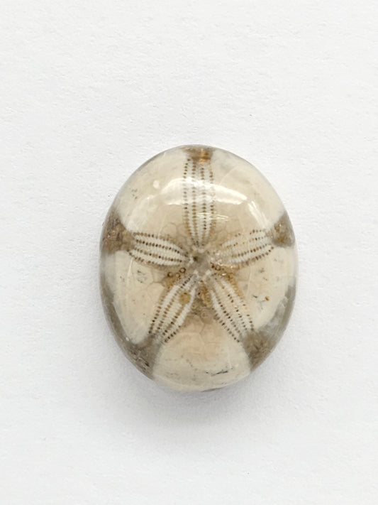 Sea Urchin (Sand Dollar) Fossil Cabochon – Rare Mexican Echinoid, Hand Polished