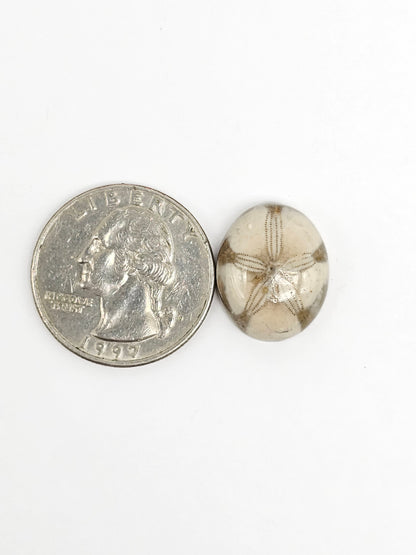 Sea Urchin (Sand Dollar) Fossil Cabochon – Rare Mexican Echinoid, Hand Polished