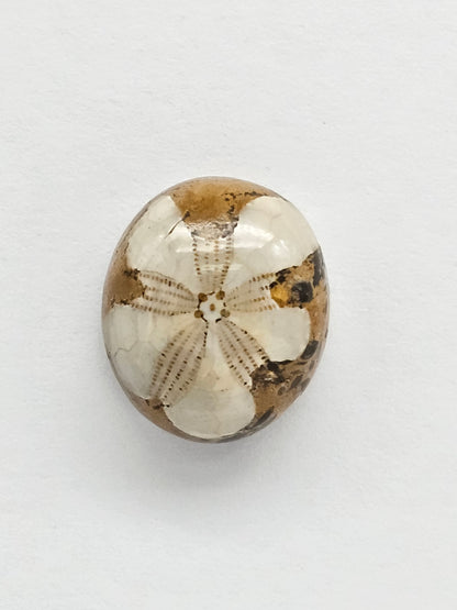 Sea Urchin (Sand Dollar) Fossil Cabochon – Rare Mexican Echinoid, Hand Polished