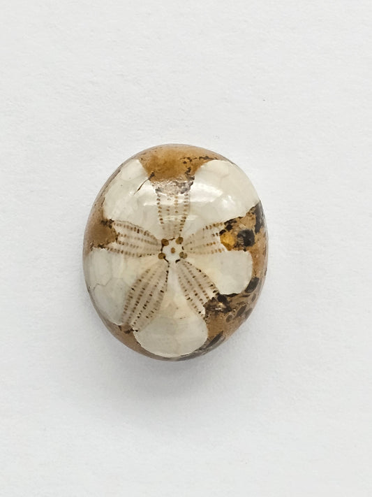 Sea Urchin (Sand Dollar) Fossil Cabochon – Rare Mexican Echinoid, Hand Polished
