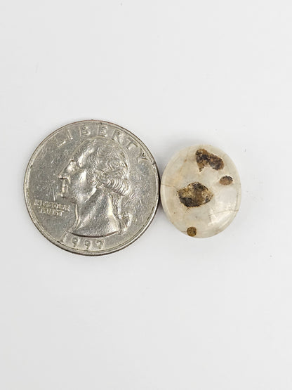 Sea Urchin (Sand Dollar) Fossil Cabochon – Rare Mexican Echinoid, Hand Polished