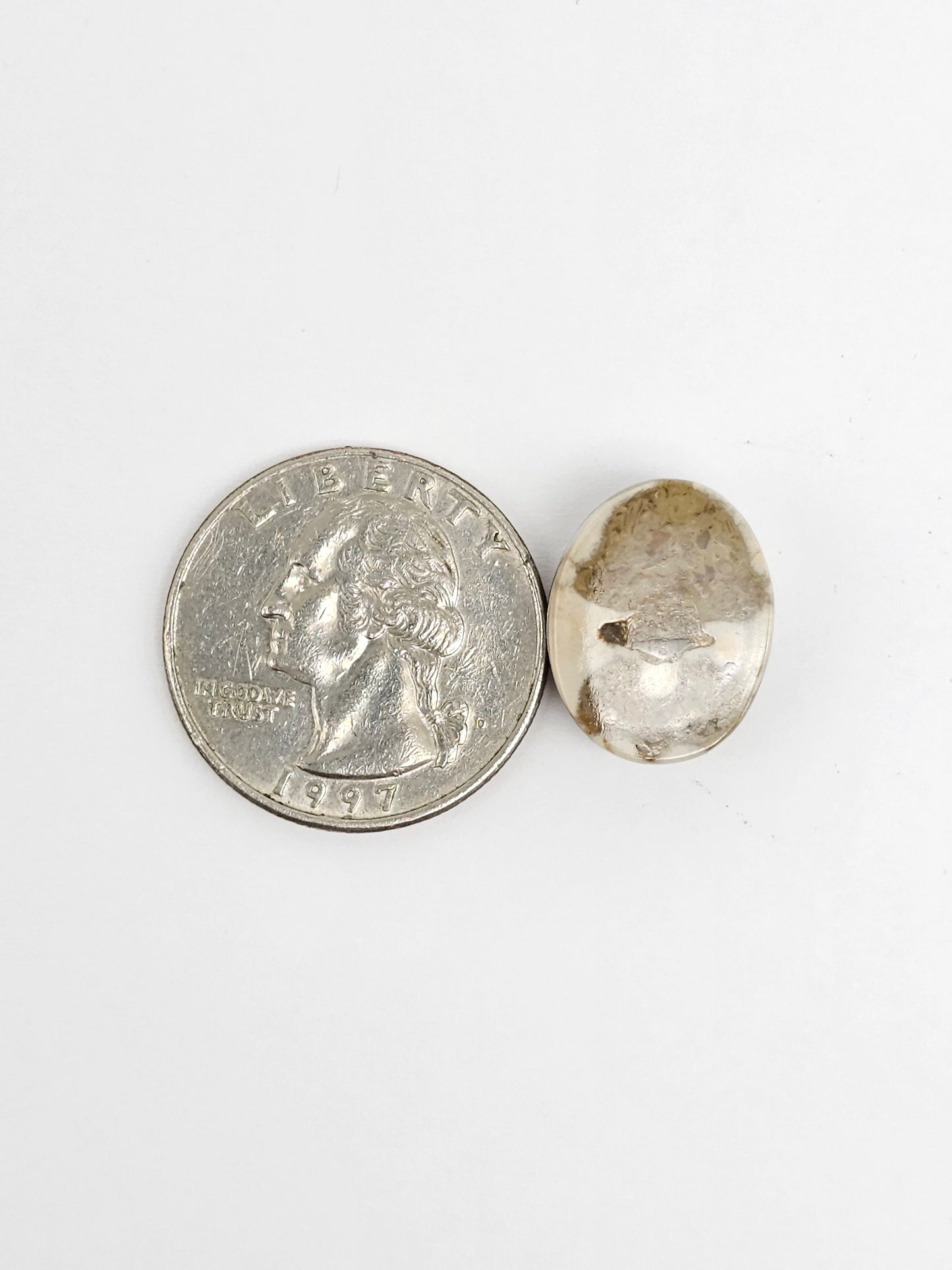 Sea Urchin (Sand Dollar) Fossil Cabochon – Rare Mexican Echinoid, Hand Polished