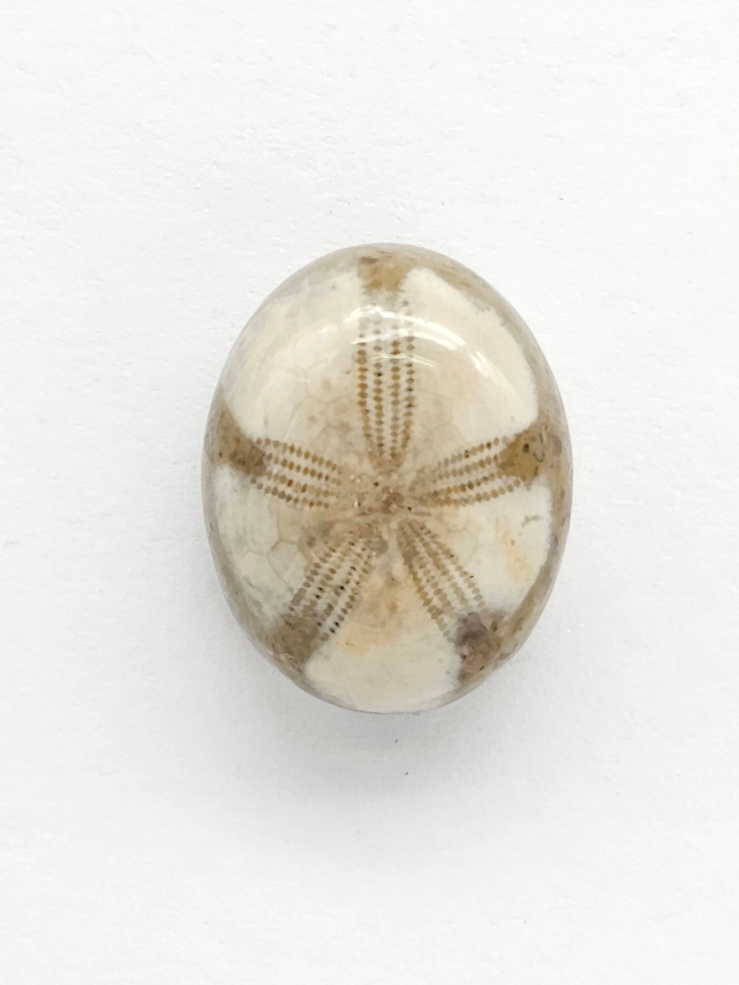 Sea Urchin (Sand Dollar) Fossil Cabochon – Rare Mexican Echinoid, Hand Polished