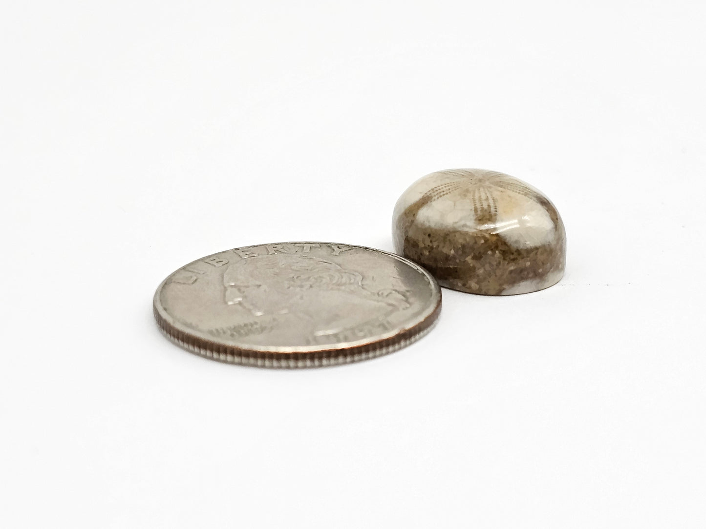 Sea Urchin (Sand Dollar) Fossil Cabochon – Rare Mexican Echinoid, Hand Polished