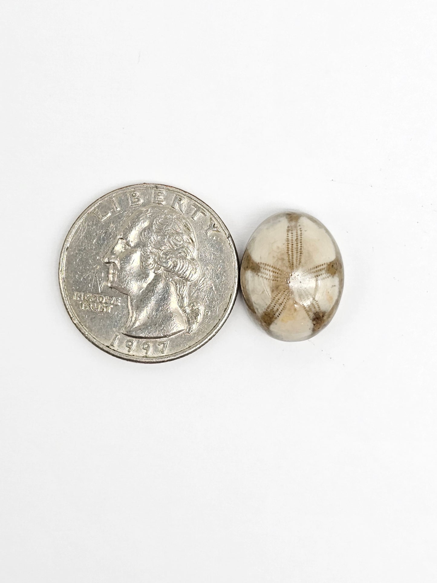 Sea Urchin (Sand Dollar) Fossil Cabochon – Rare Mexican Echinoid, Hand Polished