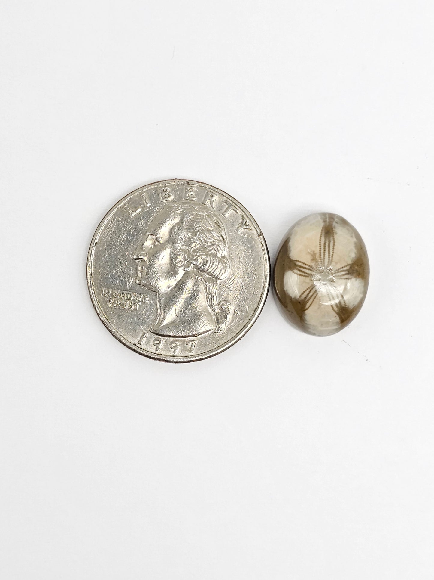 Sea Urchin (Sand Dollar) Fossil Cabochon – Mexican Echinoid