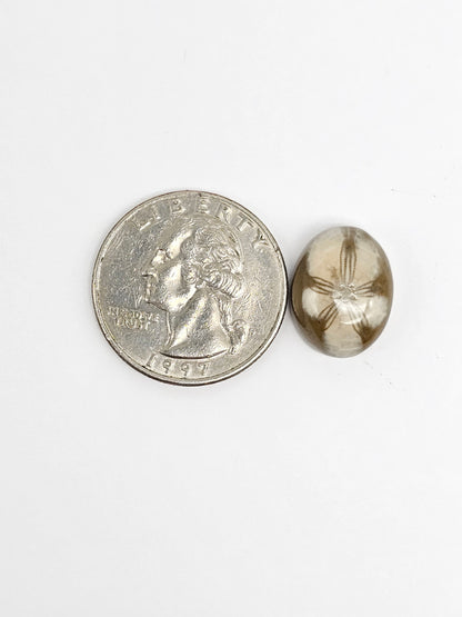 Sea Urchin (Sand Dollar) Fossil Cabochon – Mexican Echinoid