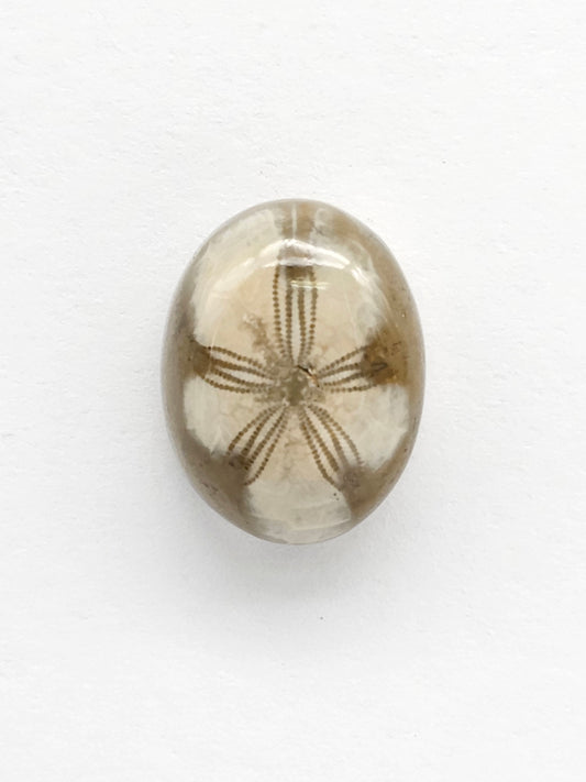 Sea Urchin (Sand Dollar) Fossil Cabochon – Mexican Echinoid