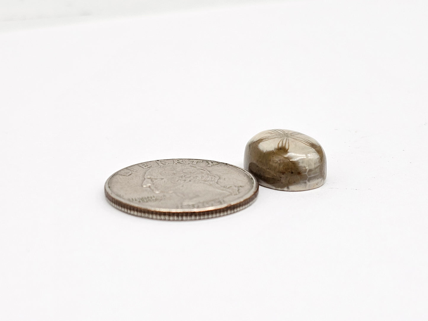 Sea Urchin (Sand Dollar) Fossil Cabochon – Mexican Echinoid