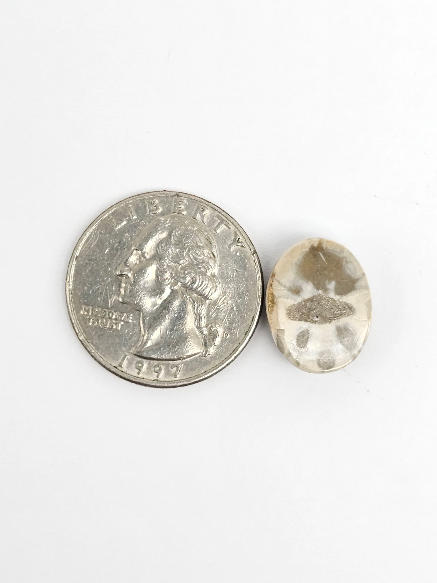 Sea Urchin (Sand Dollar) Fossil Cabochon – Mexican Echinoid