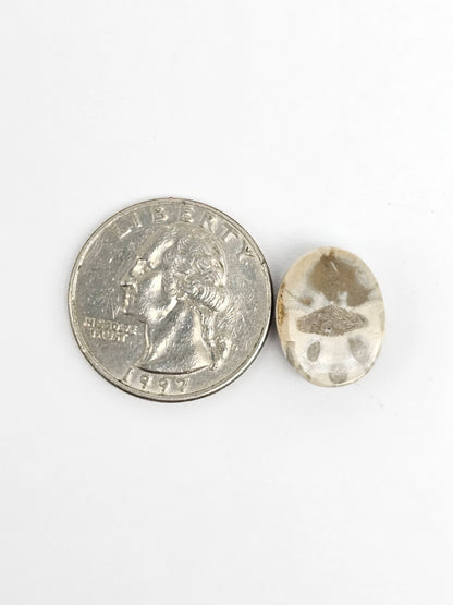 Sea Urchin (Sand Dollar) Fossil Cabochon – Mexican Echinoid