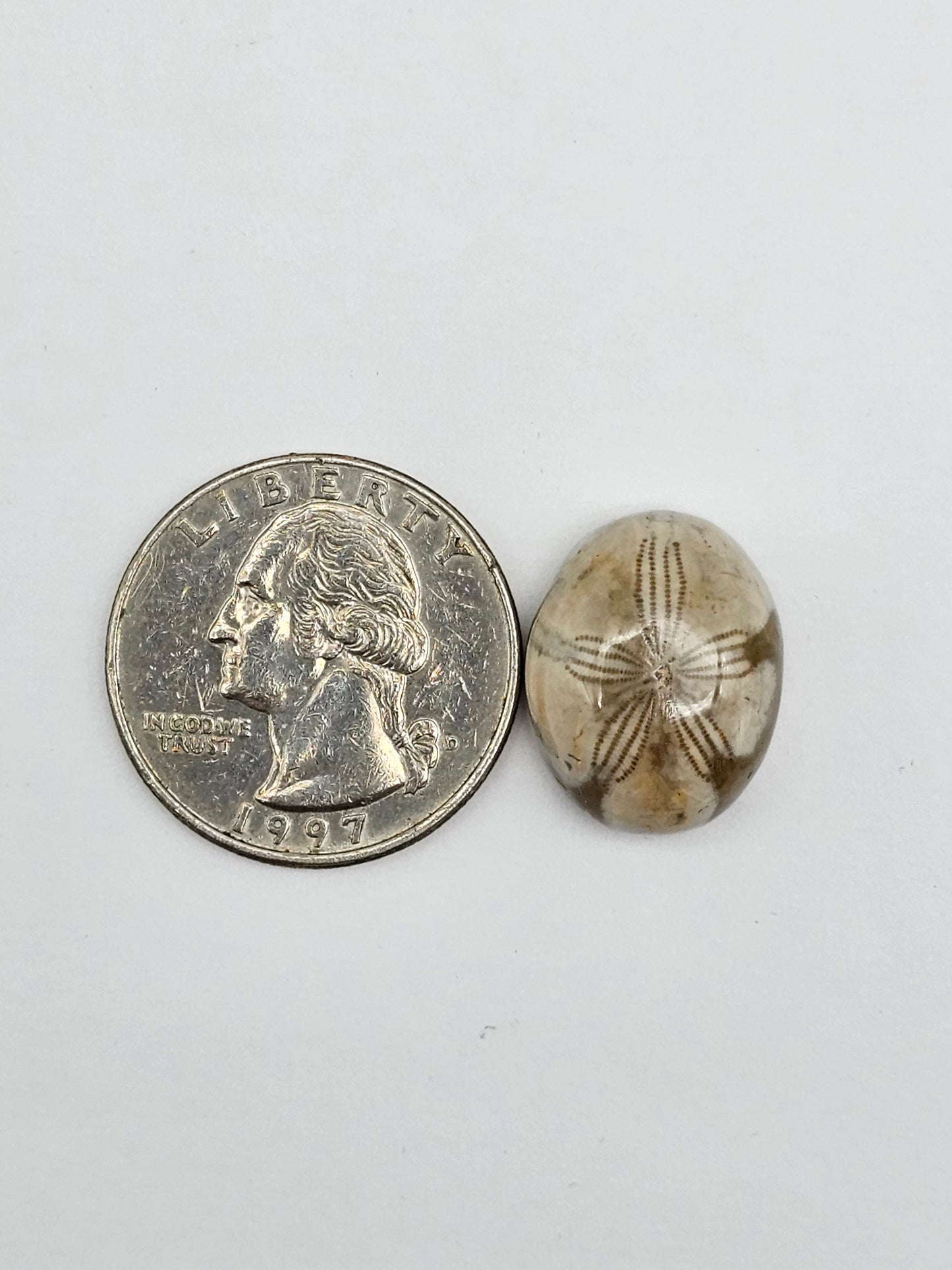 Sea Urchin (Sand Dollar) Fossil Cabochon – Mexican Echinoid