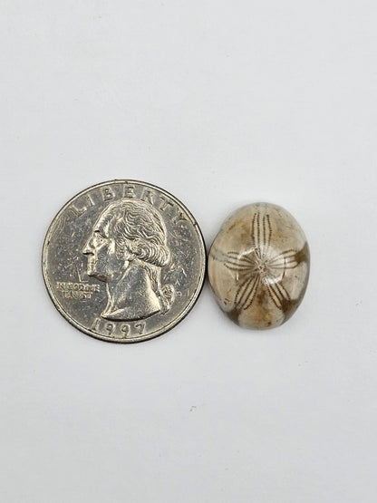 Sea Urchin (Sand Dollar) Fossil Cabochon – Mexican Echinoid