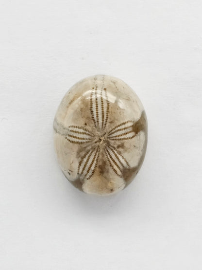 Sea Urchin (Sand Dollar) Fossil Cabochon – Mexican Echinoid