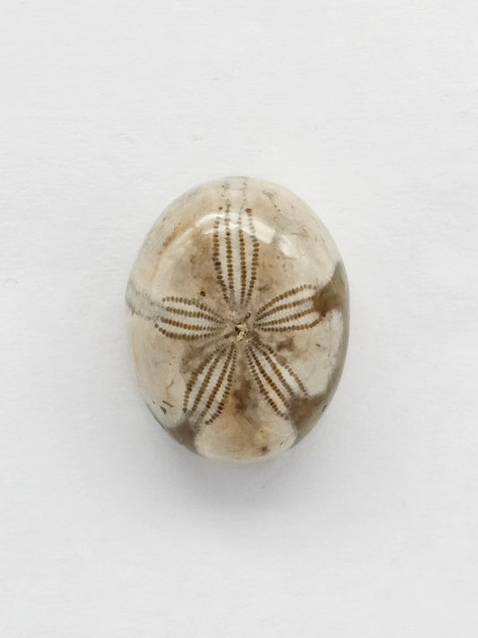 Sea Urchin (Sand Dollar) Fossil Cabochon – Mexican Echinoid