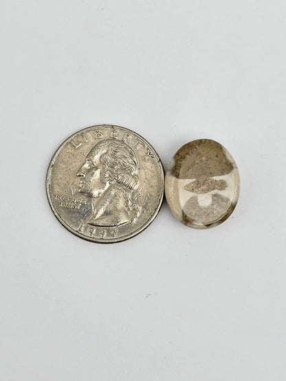 Sea Urchin (Sand Dollar) Fossil Cabochon – Mexican Echinoid