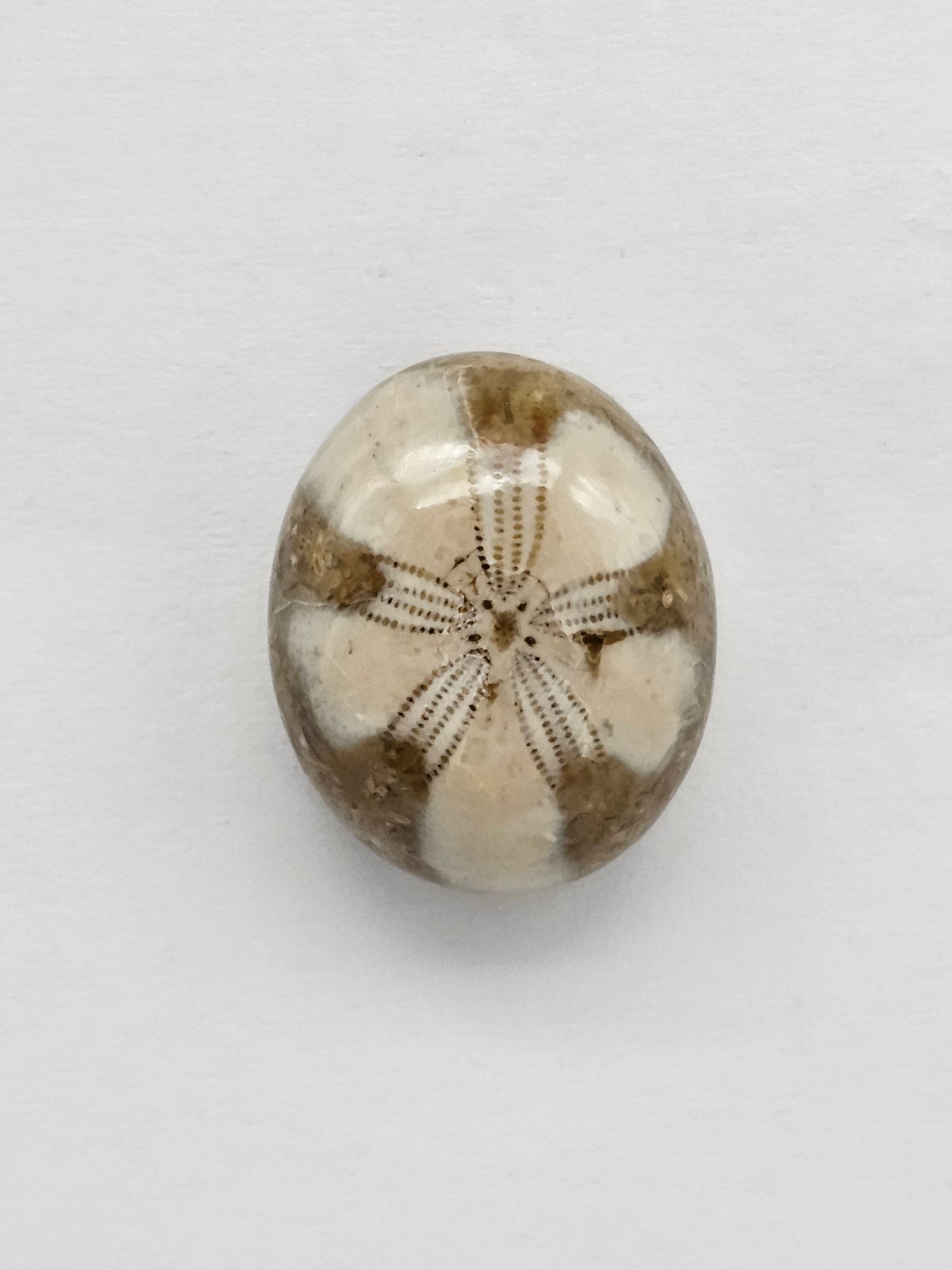 Sea Urchin (Sand Dollar) Fossil Cabochon – Mexican Echinoid