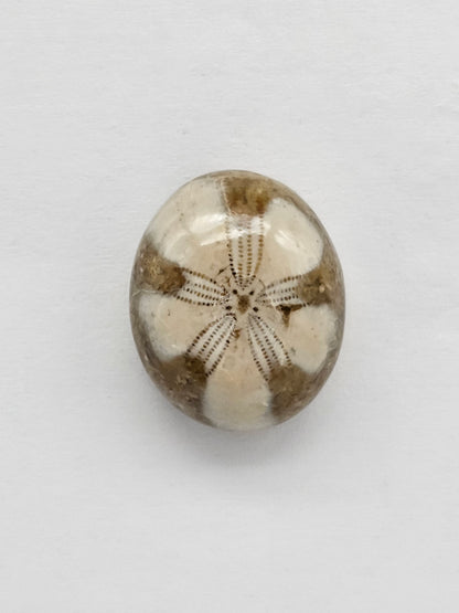 Sea Urchin (Sand Dollar) Fossil Cabochon – Mexican Echinoid