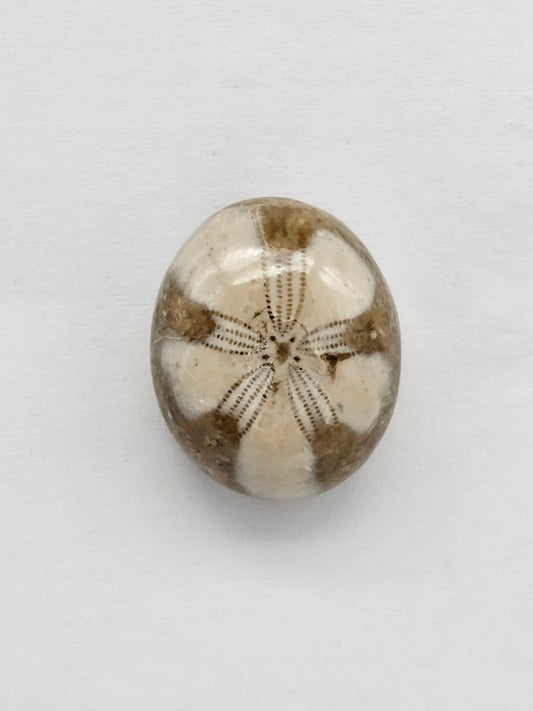 Sea Urchin (Sand Dollar) Fossil Cabochon – Mexican Echinoid