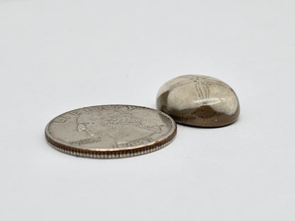 Sea Urchin (Sand Dollar) Fossil Cabochon – Mexican Echinoid