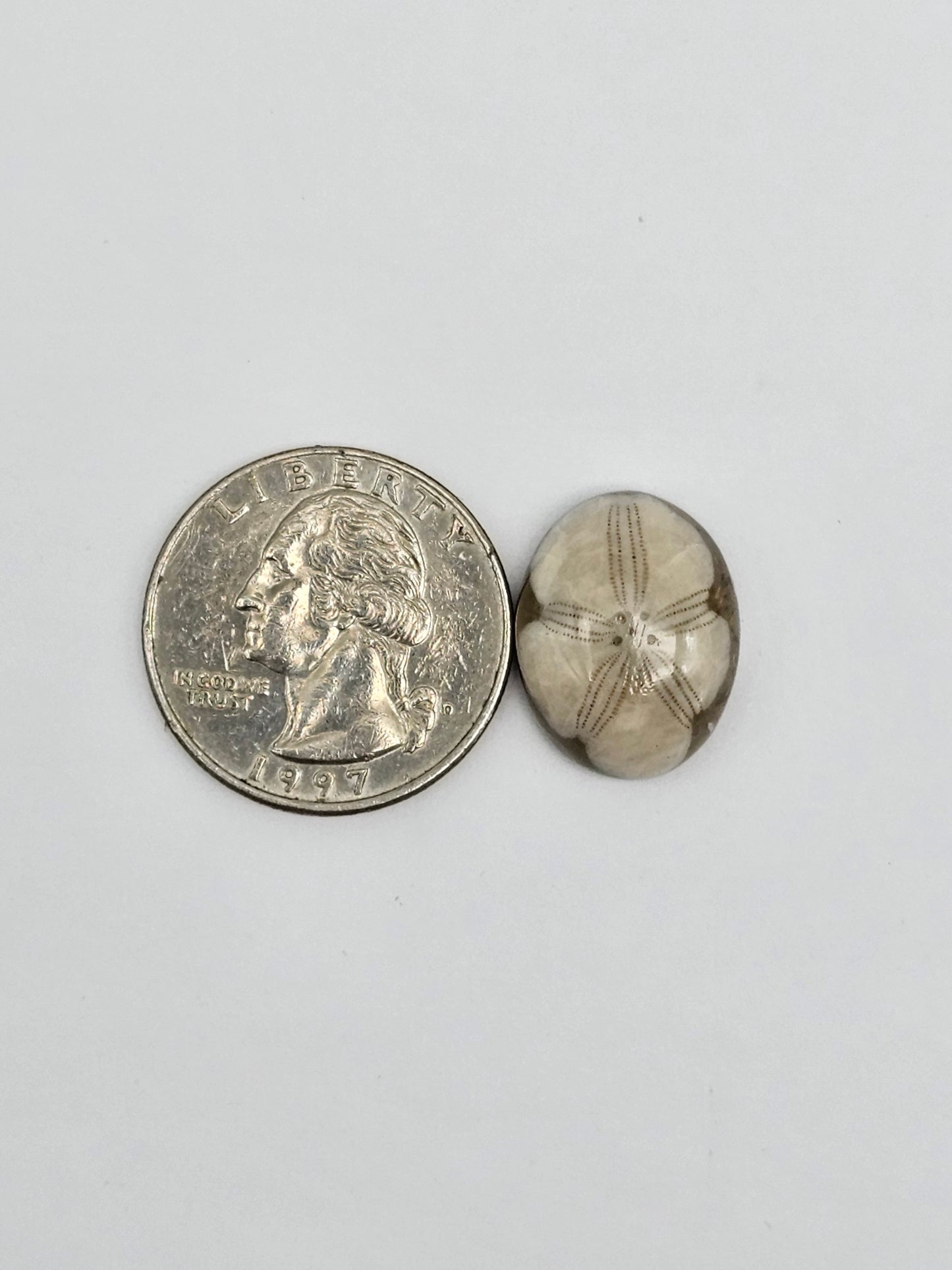 Sea Urchin (Sand Dollar) Fossil Cabochon – Mexican Echinoid