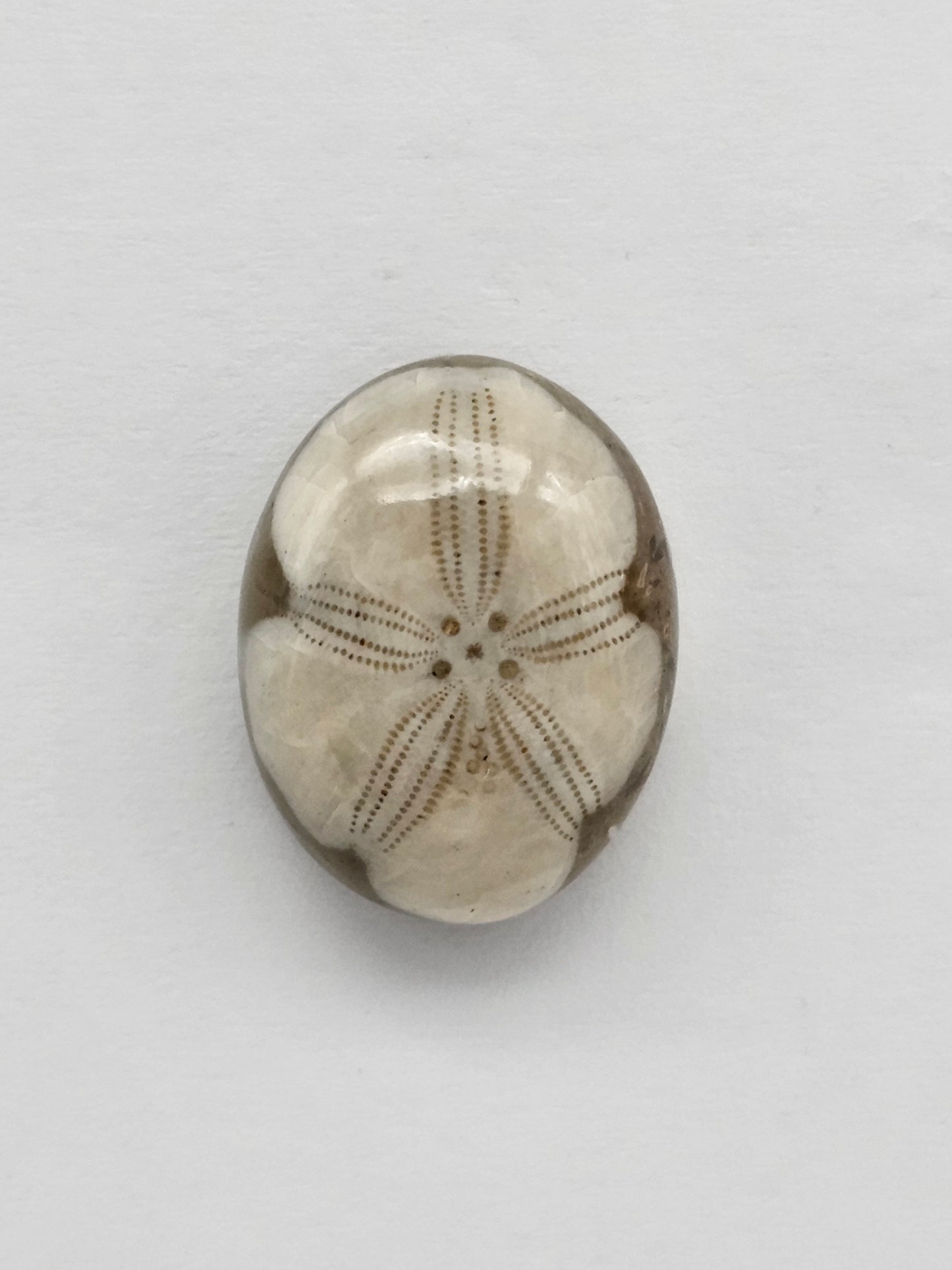 Sea Urchin (Sand Dollar) Fossil Cabochon – Mexican Echinoid
