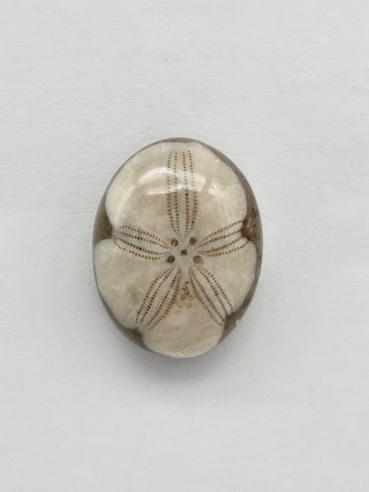 Sea Urchin (Sand Dollar) Fossil Cabochon – Mexican Echinoid