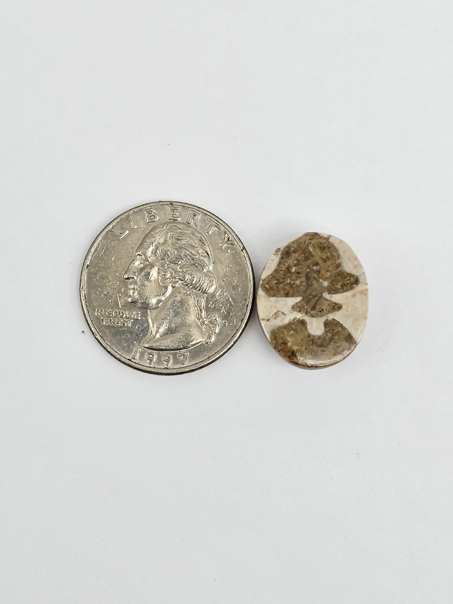 Sea Urchin (Sand Dollar) Fossil Cabochon – Mexican Echinoid