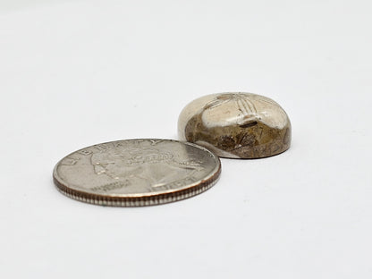 Sea Urchin (Sand Dollar) Fossil Cabochon – Mexican Echinoid