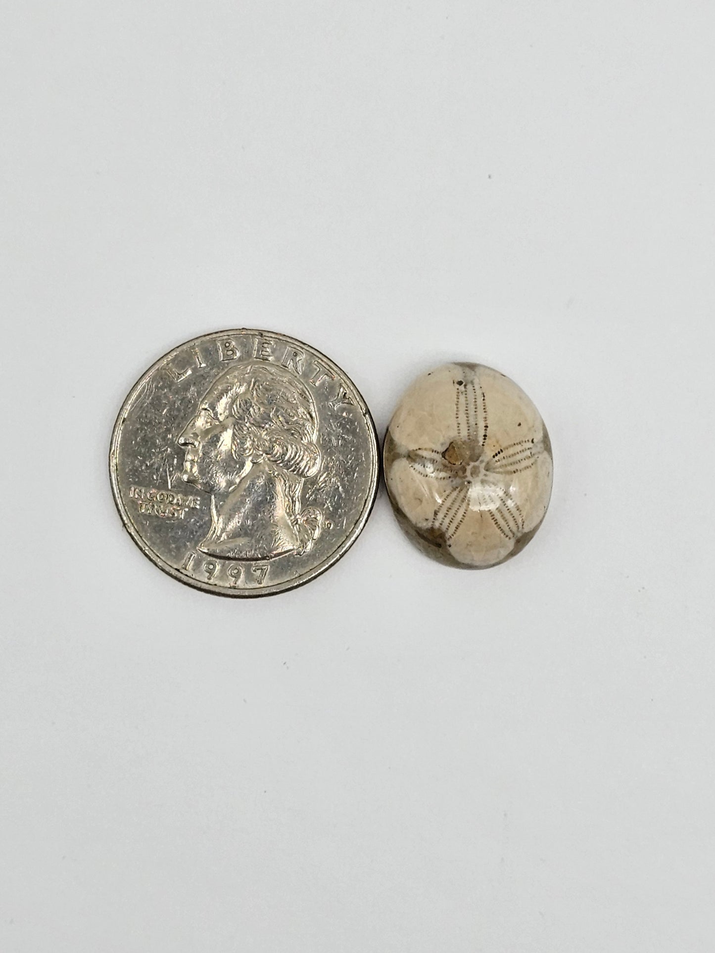 Sea Urchin (Sand Dollar) Fossil Cabochon – Mexican Echinoid
