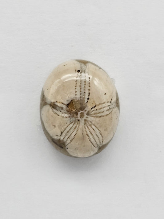 Sea Urchin (Sand Dollar) Fossil Cabochon – Mexican Echinoid